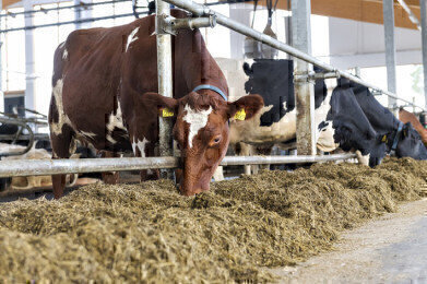 Methane emissions from cows can be reduced by 30 percent