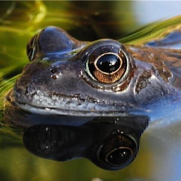 Climate change could cause loss of plants and animals Pollution