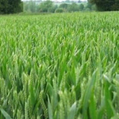 Climate change 'affecting crop nutrients'