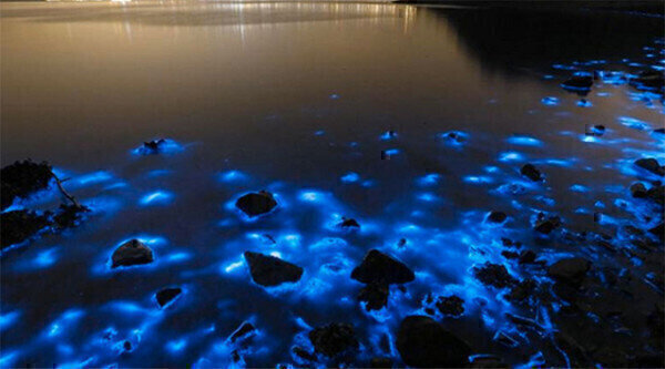 Why Is Hong Kong's Shoreline Fluorescent Blue? Pollution Solutions Online