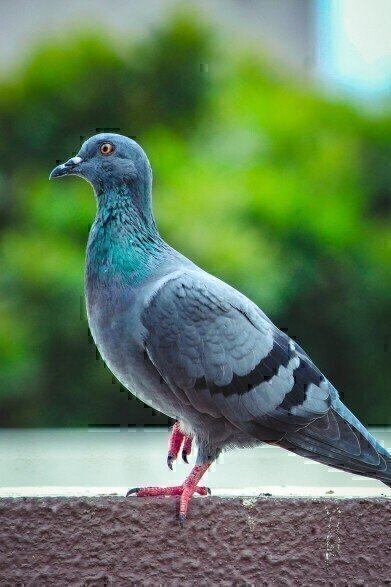 Why Do Racing Pigeons Fly Faster in Polluted Air?