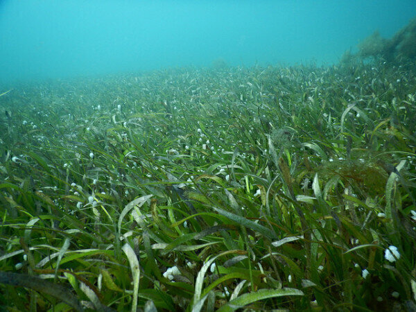 How Does Pollution Affect Seagrass? Pollution Solutions Online