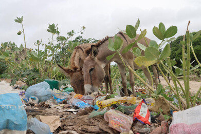 The Lethal Impact of Plastic Pollution on Donkeys in Kenya