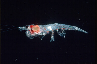 Plastic pollution impairs antarctic krill's role in carbon sequestration